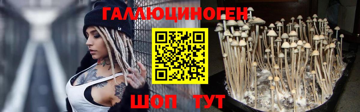 Касимов  Псилоцибиновые грибы прущие грибы  Вход с VPN 